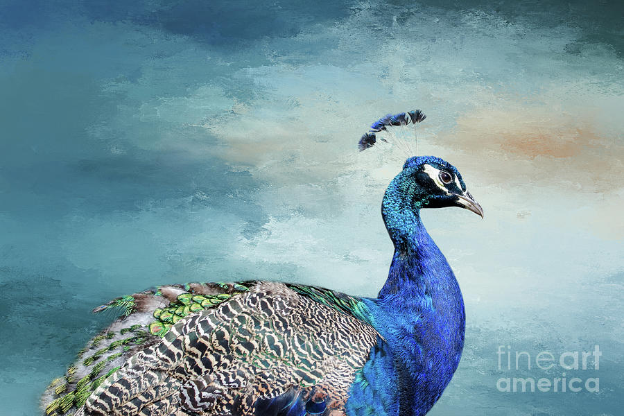 Peacock Portrait Photograph by Catherine Stolz - Fine Art America