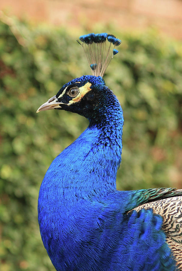 Peacock Portrait Photograph by Cindy Robinson