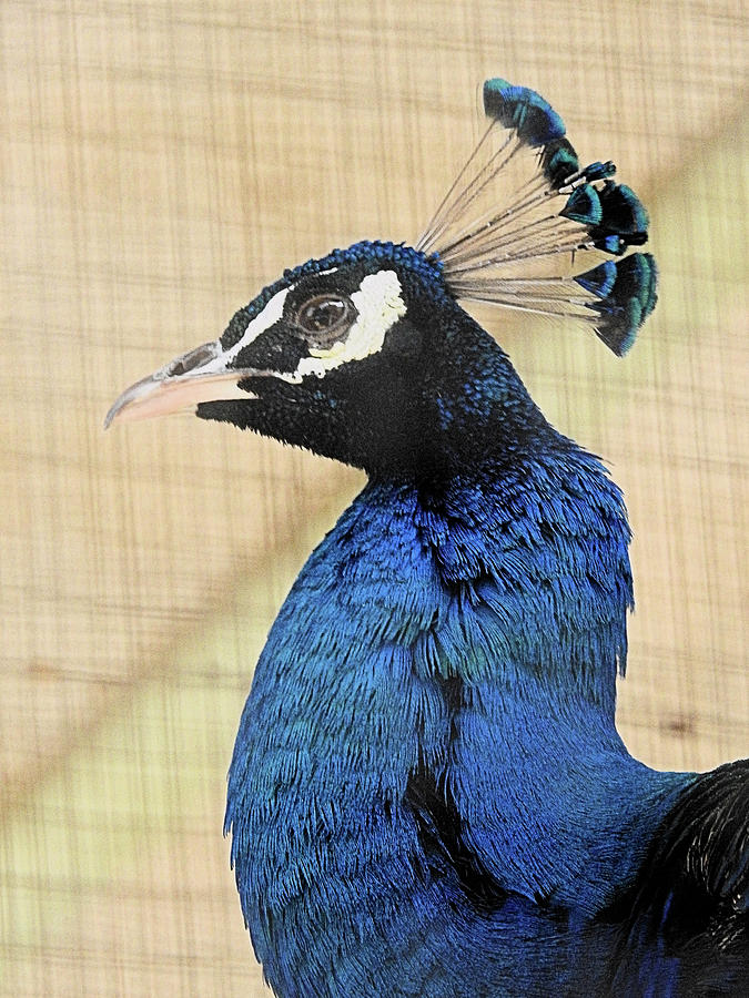 Peacock Portrait Photograph By Marcia Brennan Pixels 4033