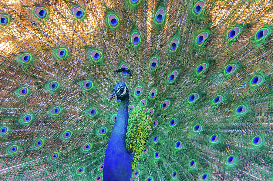 Peacock Portrait Photograph
