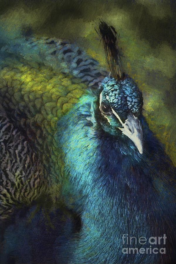Peacock Portrait - Photoart Photograph by Philip Preston