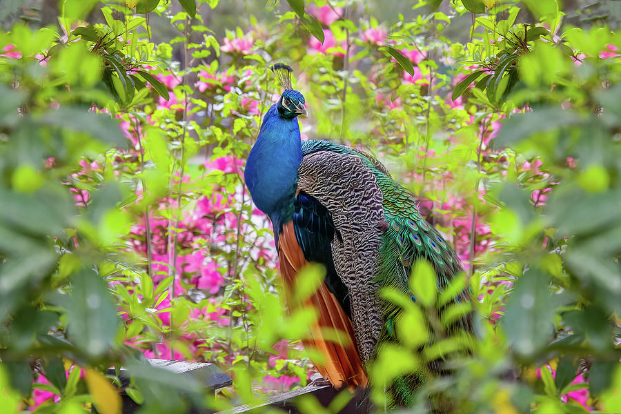 Peacock - Pretty in Pink Photograph by Steve Rich - Fine Art America