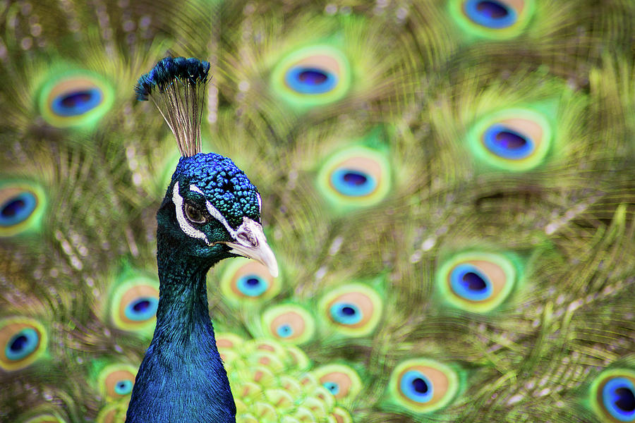 Peacock Pride I Photograph by Nicola Nobile