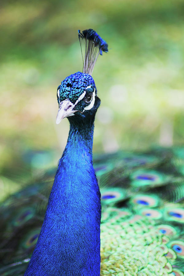 Peacock Pride II Photograph by Nicola Nobile - Fine Art America