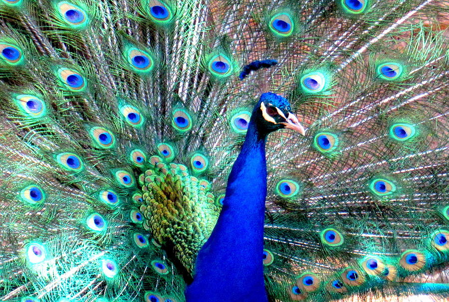 Peacock Profile Photograph by Adrienne Wilson