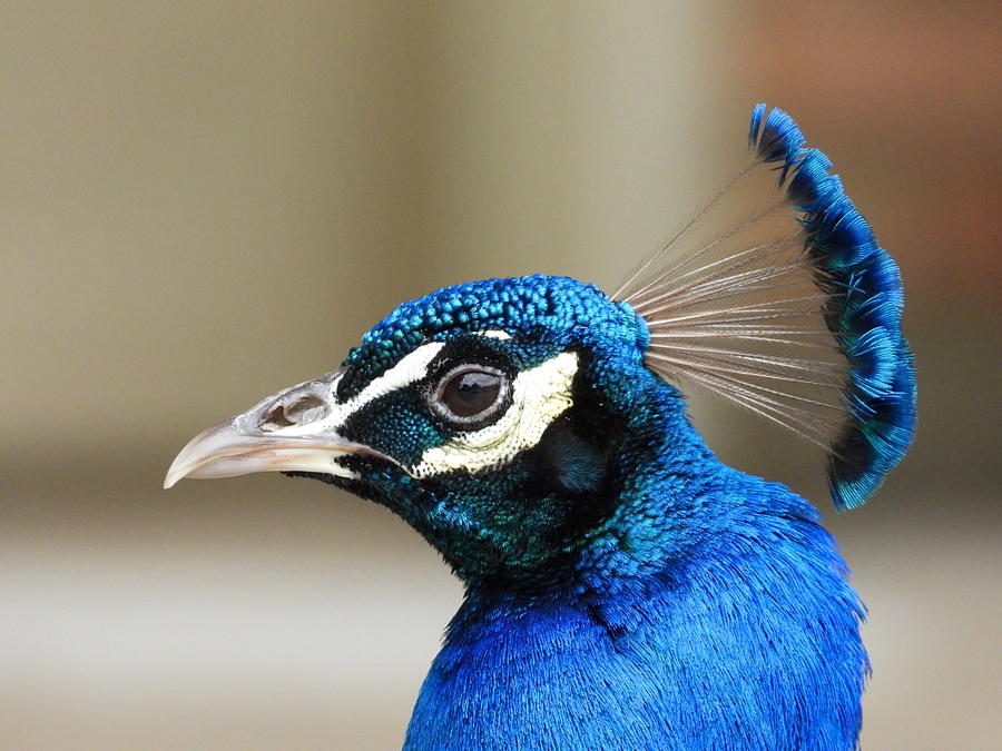 Peacock Profile Photograph by Kathy Churchman