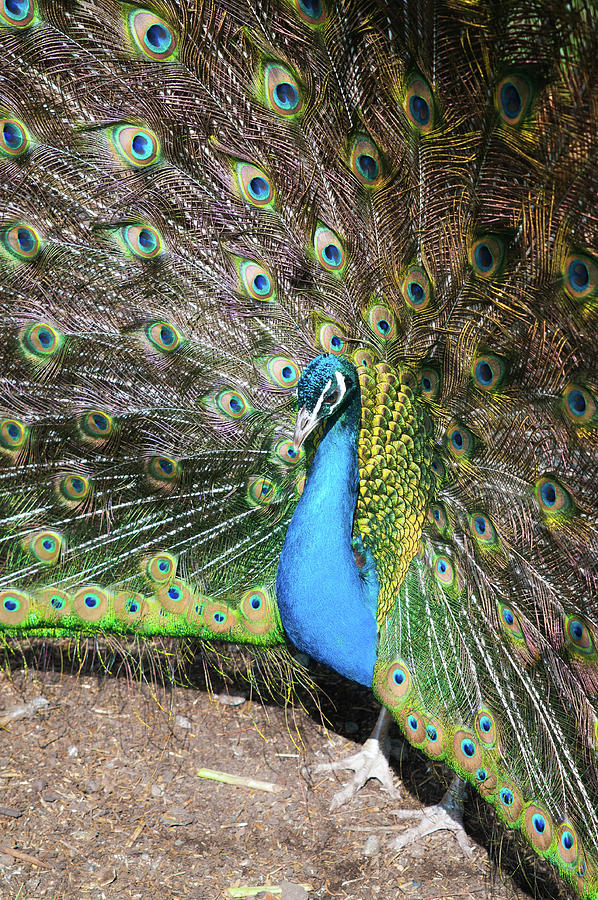 Peacock Profile Photograph by Tara Krauss