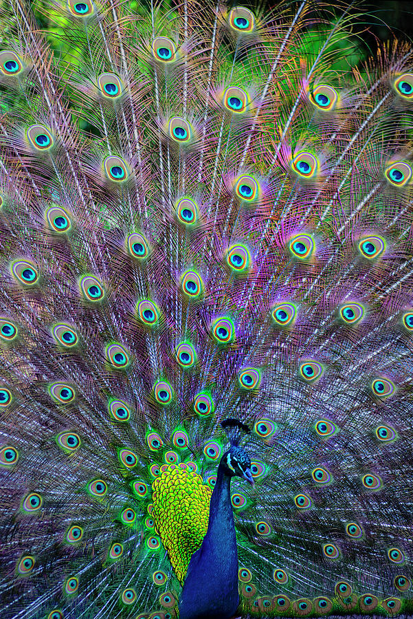 Peacock rainbow feathers Photograph by Patricia Dennis