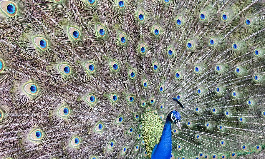 Peacock Photograph by Rgbdigital
