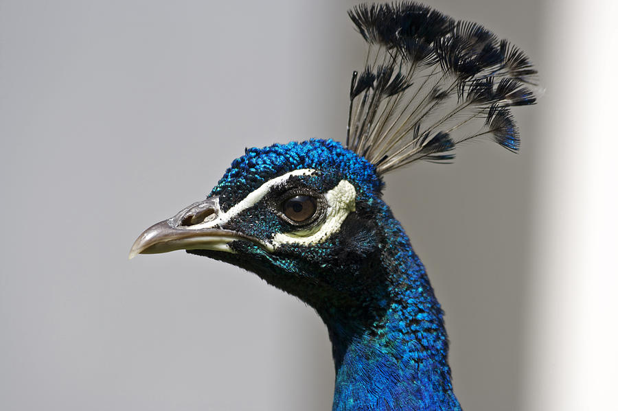 Peacock Photograph by s0ulsurfing - Jason Swain