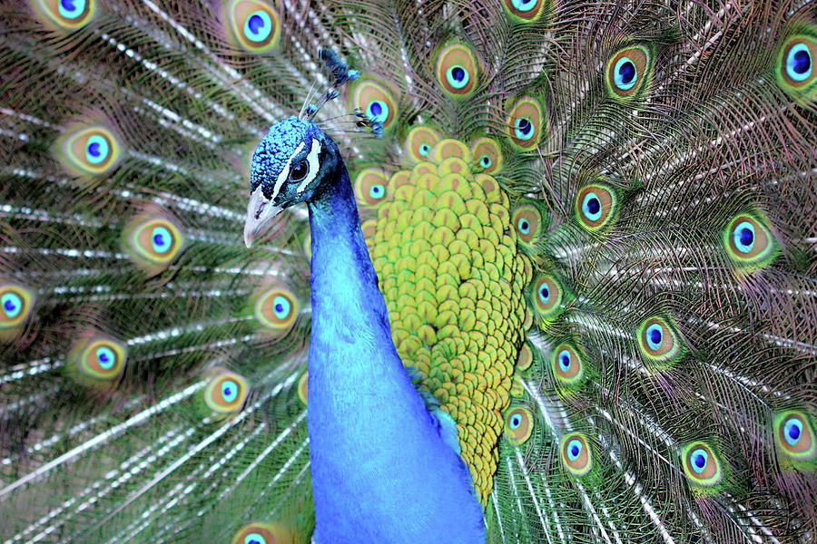 Peacock Photograph By Scotty Alston Fine Art America 1055