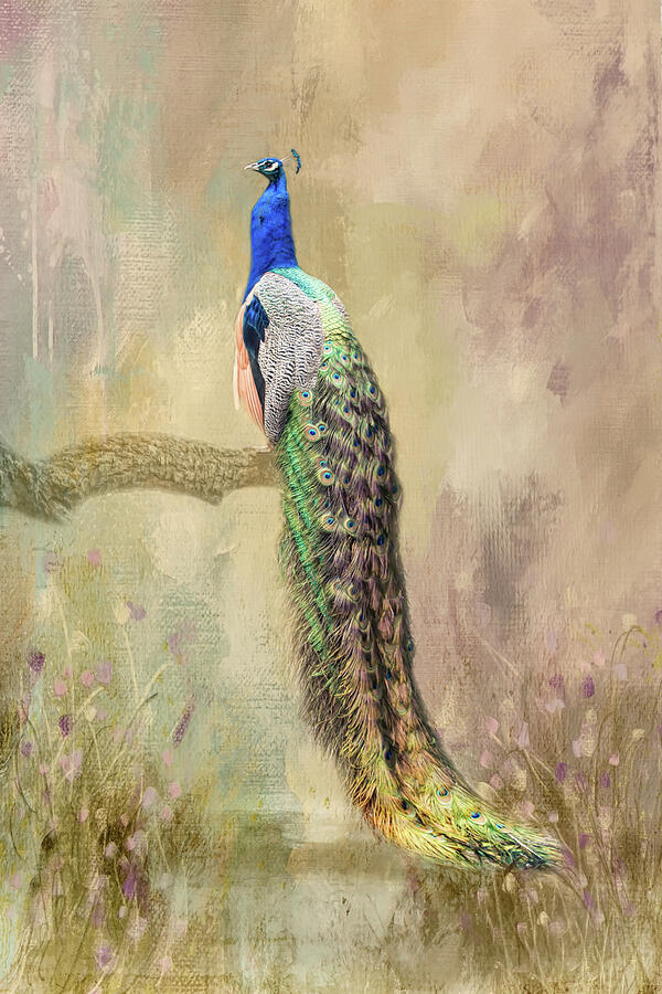 Peacock Series B, number 3 Photograph by Marilyn Wilson
