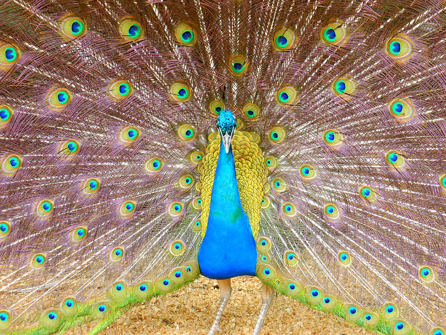 Peacock Show Photograph By Sarah Brighton Fine Art America 4880