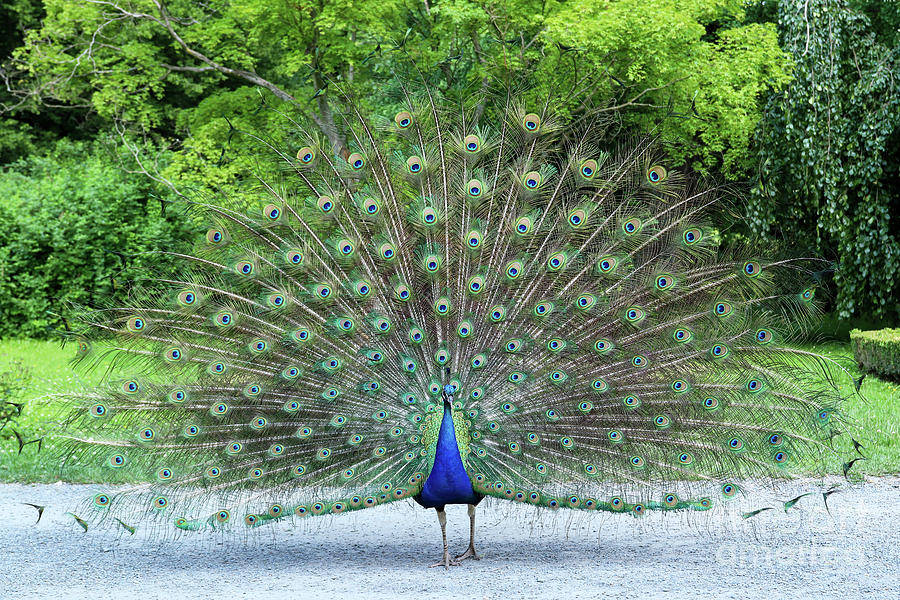 Peacock Showing Its Beautiful Feathers With Eye-like Markings Photograph