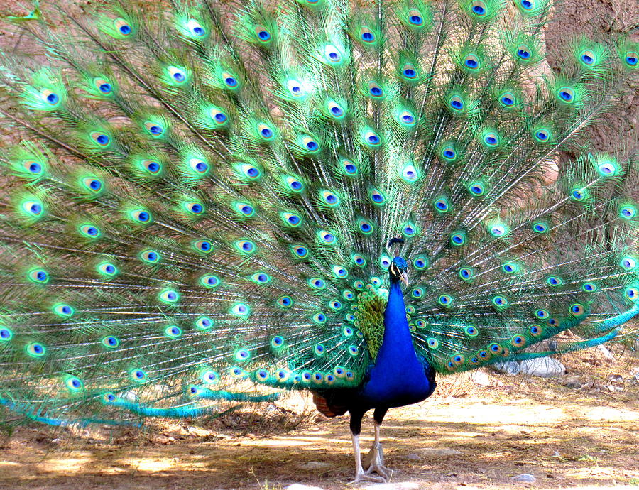 Peacock Showing Off 1 Photograph by Adrienne Wilson