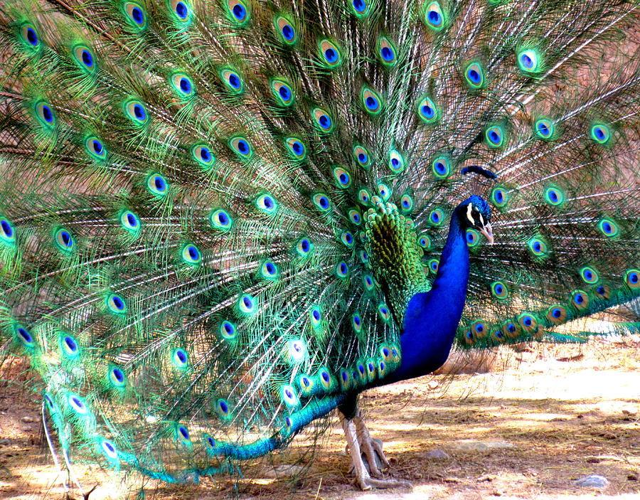 Peacock Showing Off 2 Photograph by Adrienne Wilson