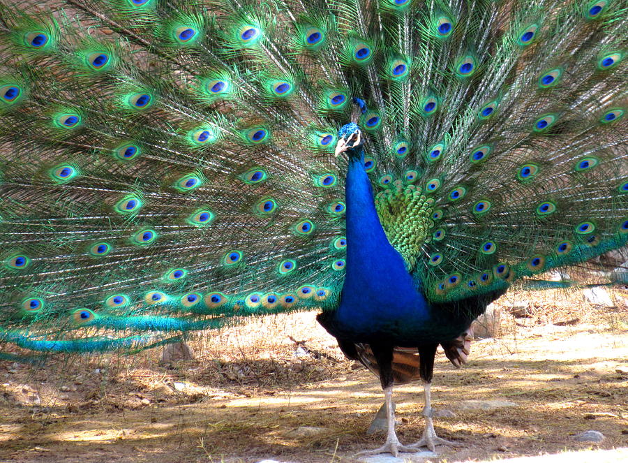 Peacock Showing Off 3 Photograph by Adrienne Wilson
