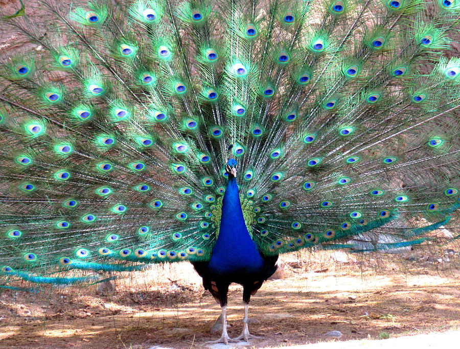 Peacock Showing Off 4 Photograph by Adrienne Wilson