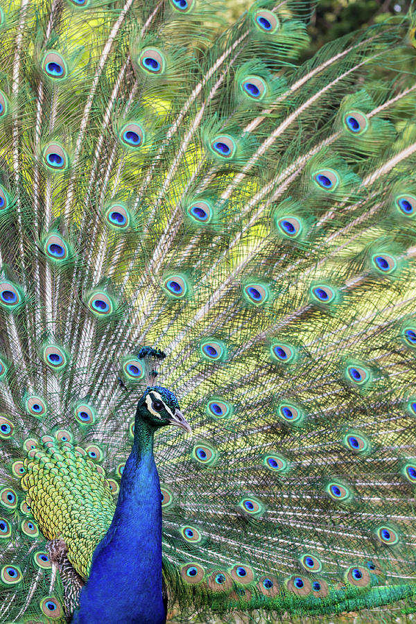 Peacock splendor Photograph by Avenue Des Images