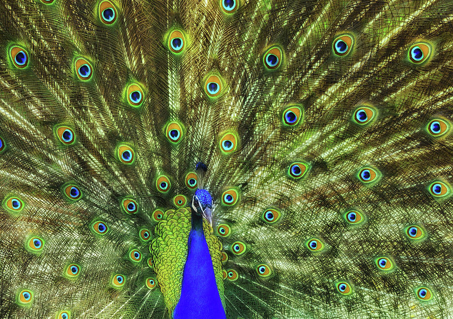 Peacock spreading its feathers - Nature photo Photograph by Stephan Grixti