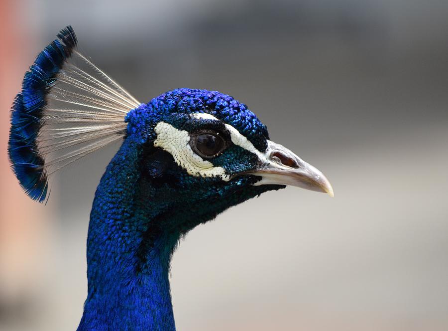 Peacock Stare Photograph By Amy Conrad Fine Art America 7506