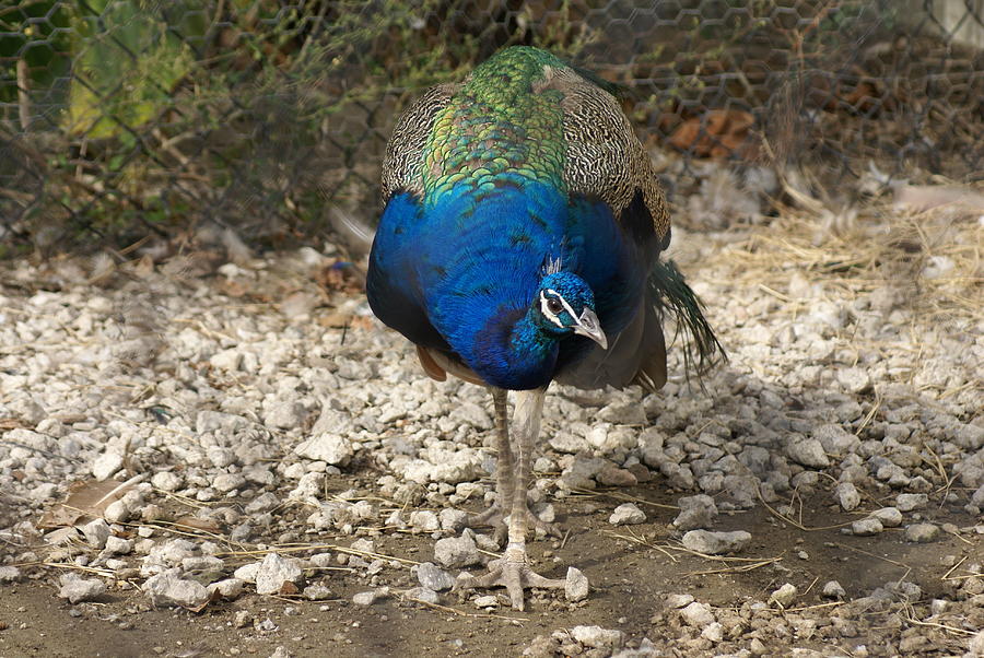 Peacock Strut Photograph by Heather E Harman
