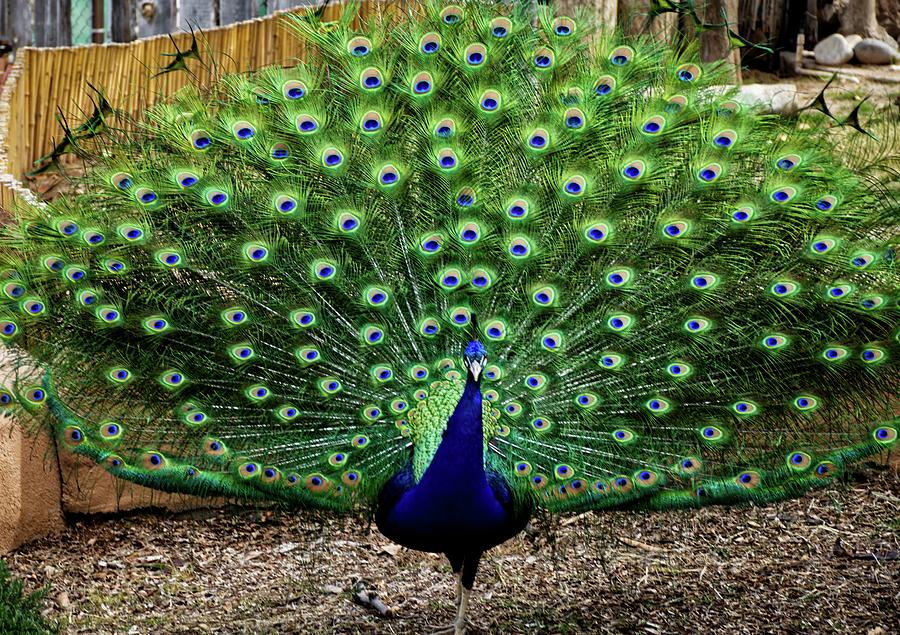 Peacock Strutting Photograph by Sebring Studio - Pixels