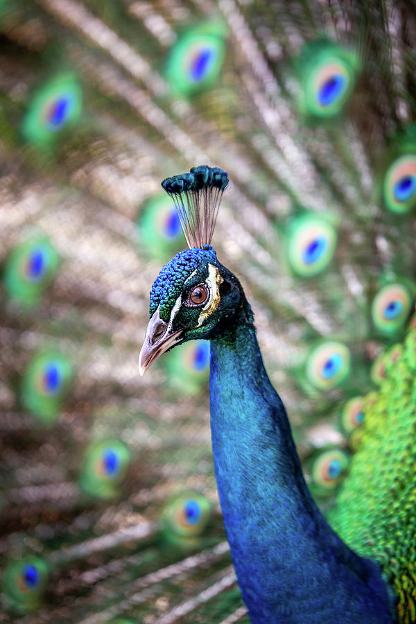 Peacock Swirl  Photograph by Bryan Moore