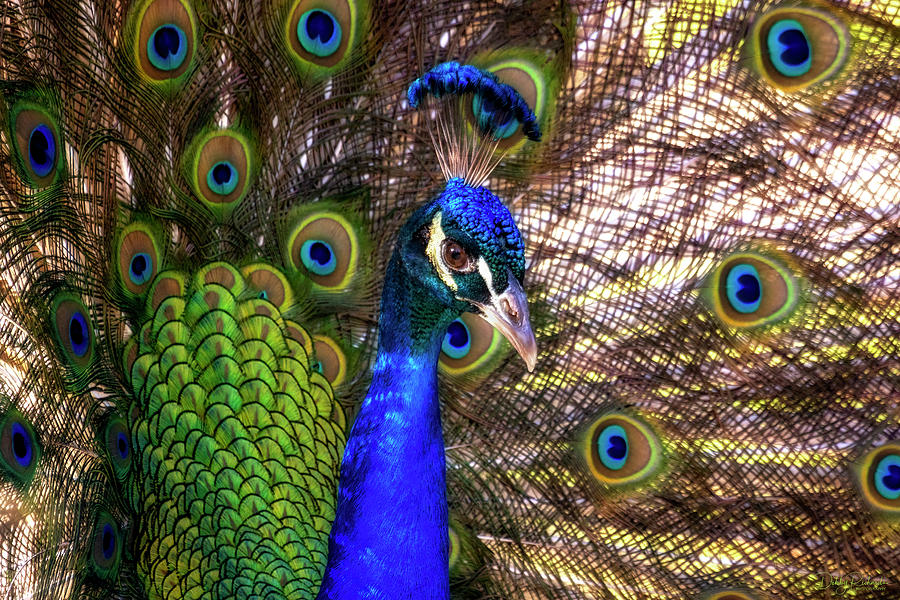 Peacock Up close Photograph by Debby Richards