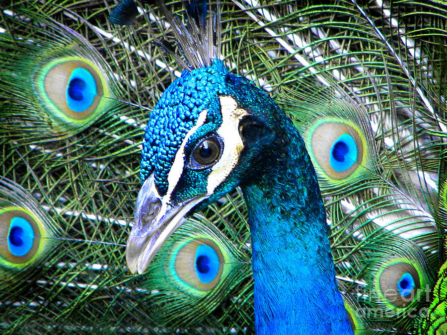 Peacock Up Close Photograph by Ellen Cotton