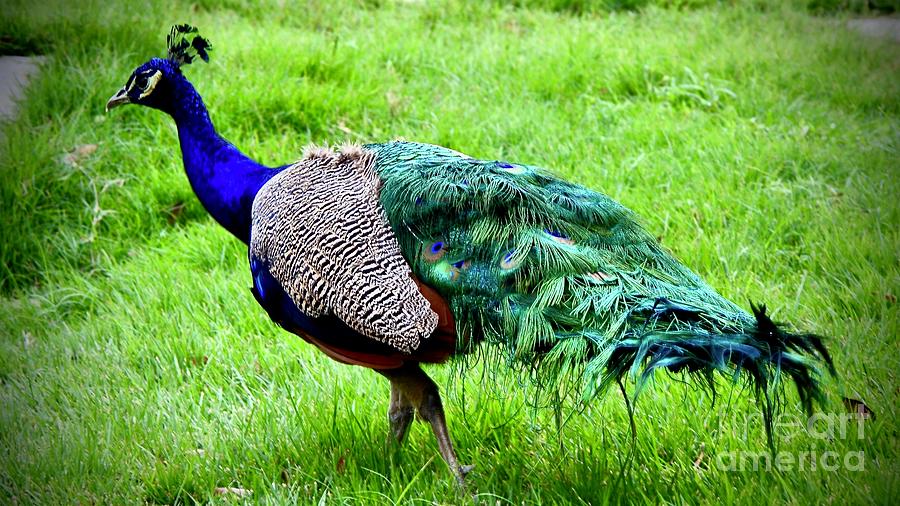 Peacock Walk Photograph by AnnaJo Vahle