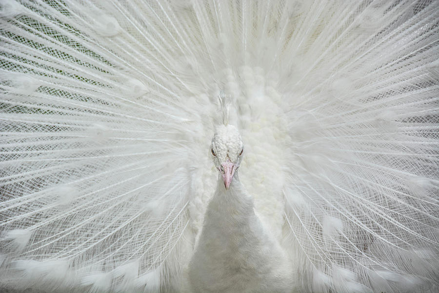 Peacock White Photograph by Linda Eszenyi - Fine Art America