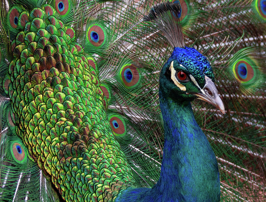 Peacock Photograph By Willem Roldaan - Fine Art America