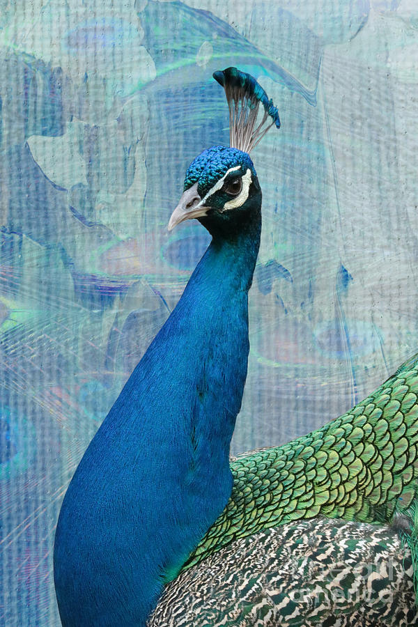 Peacock with Interesting Textures Photograph by Carol Groenen