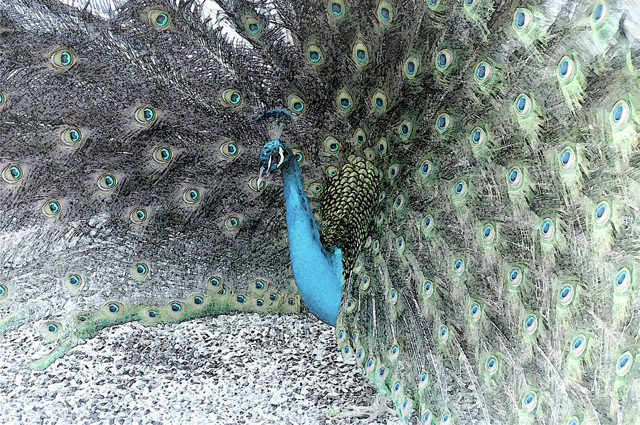 Peacock with Selective Color Photograph by James C Richardson
