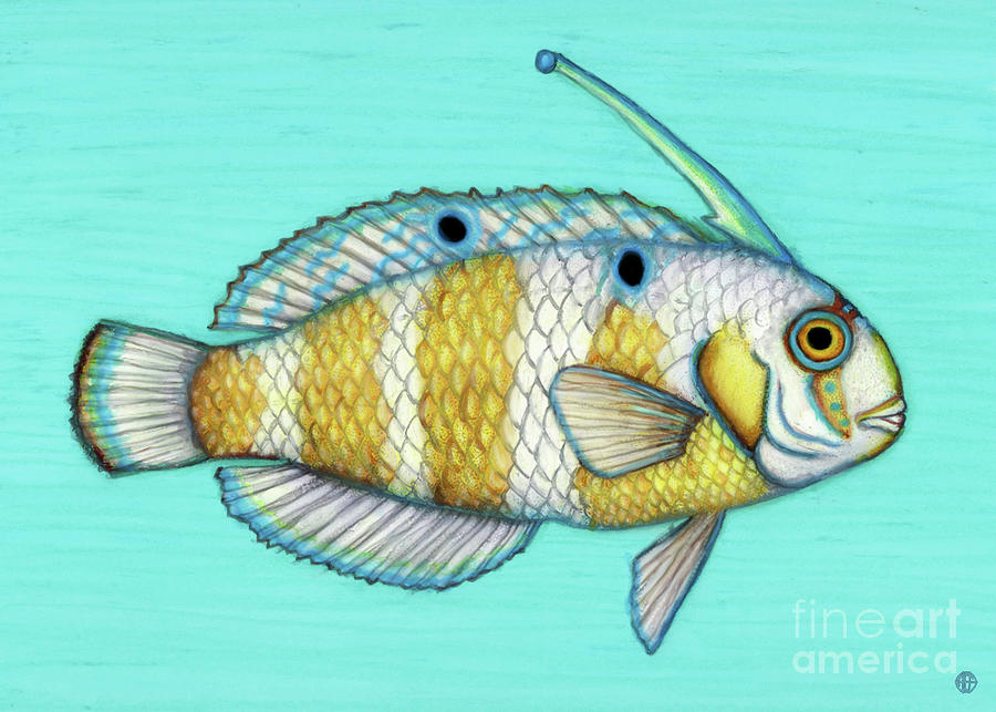 Peacock Wrasse Painting by Amy E Fraser