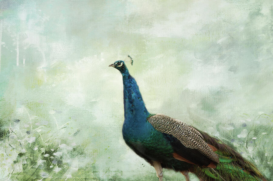 Peacock Series A, number 6 Digital Art by Marilyn Wilson