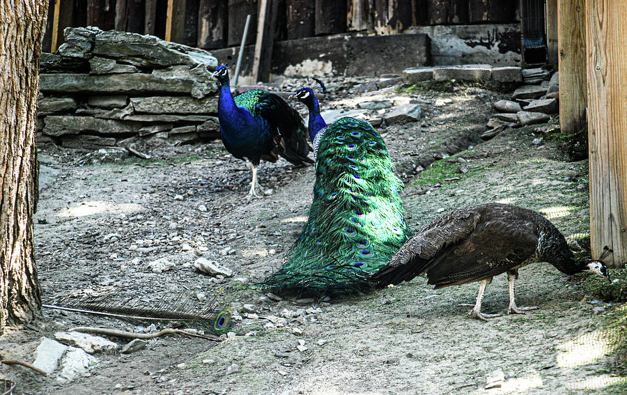 Peacocks Photograph by Ee Photography