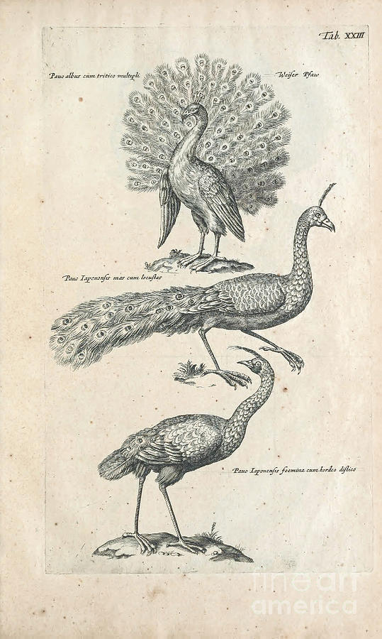 Peacocks John Jonston 1603-1675 Drawing by Historic illustrations