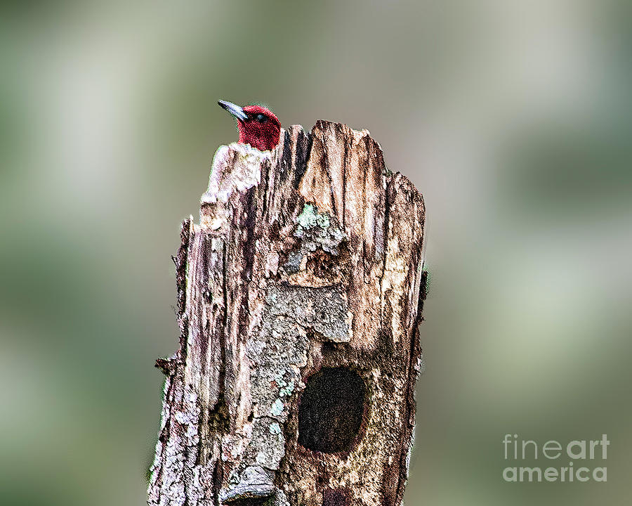 Peak a Boo Red Headed Woodpecker Photograph by Daniel Hebard