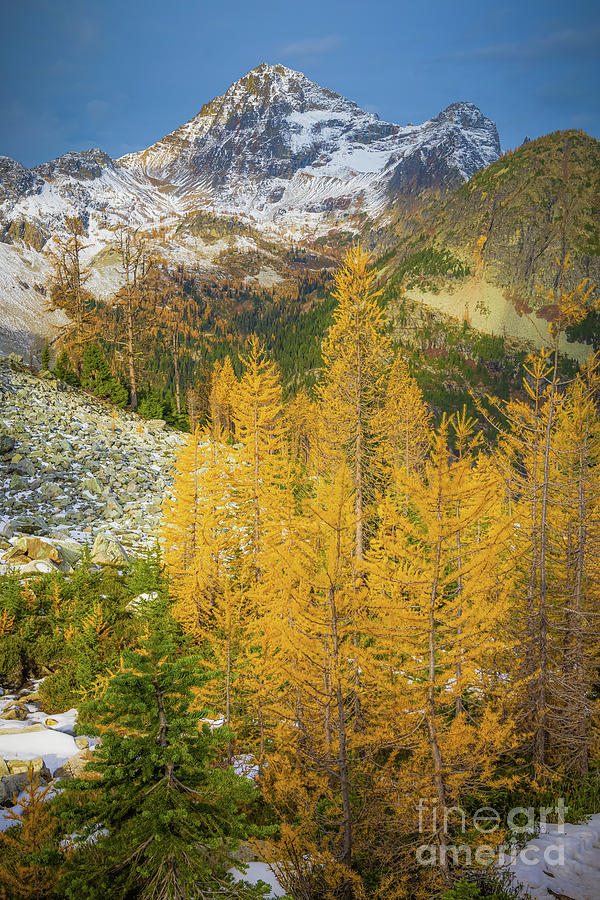 Peak and larches Photograph by Inge Johnsson