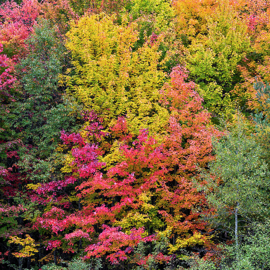 Peak Autumn Color Square Photograph by Alan L Graham
