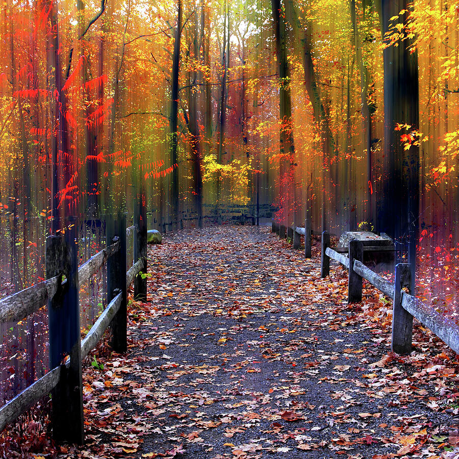 Peak Autumn Trail Photograph by Jessica Jenney - Fine Art America