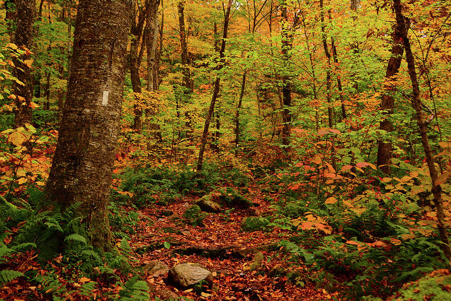 Peak Color in Vermont on The Appalachian Trail Photograph by Raymond Salani III
