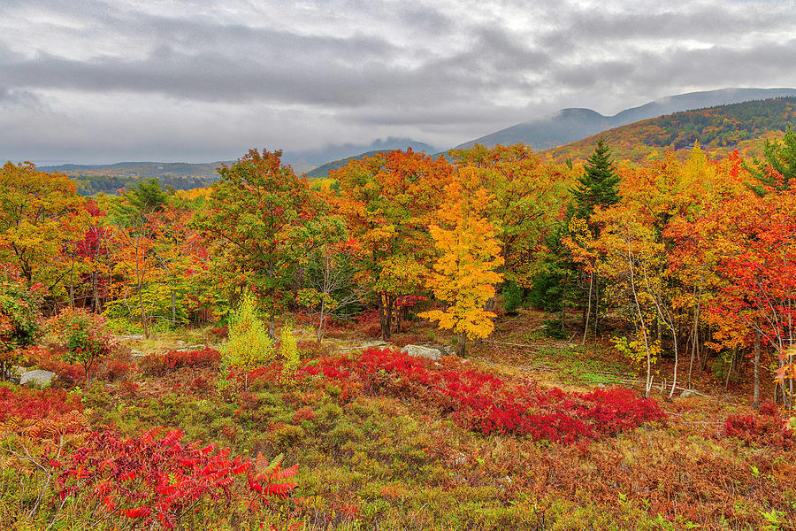 Peak Fall Colors at Acadia National Park Photograph by Juergen Roth