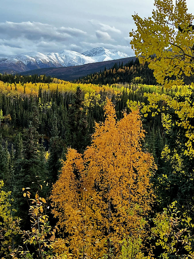 Peak Fall Colors Denali Photograph by Amelia Racca