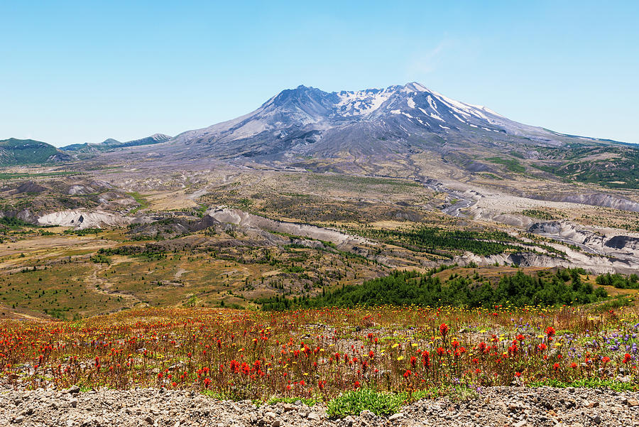 Peak flower season in the Mount St. Helens Digital Art by Michael Lee