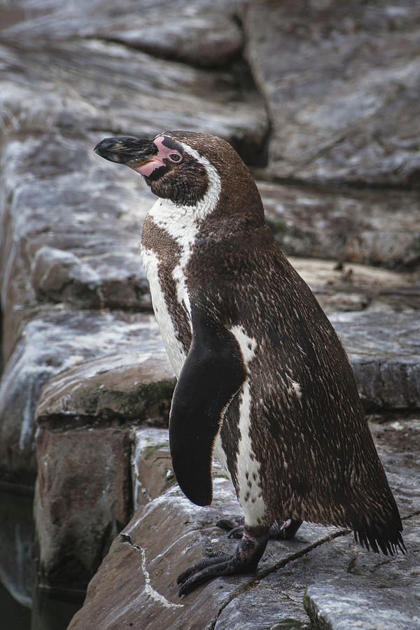 Peak Wildlife Park Penguin Photograph by Scott Lyons