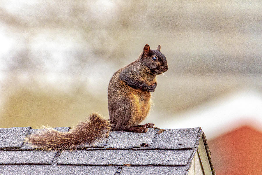 Peaked Black Squirrel Photograph by Donald Lanham - Fine Art America