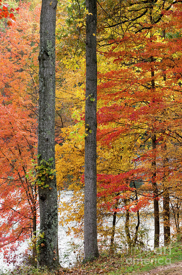 Peaking autumn colors around the lake at Seneca Creek State Park Photograph by William Kuta